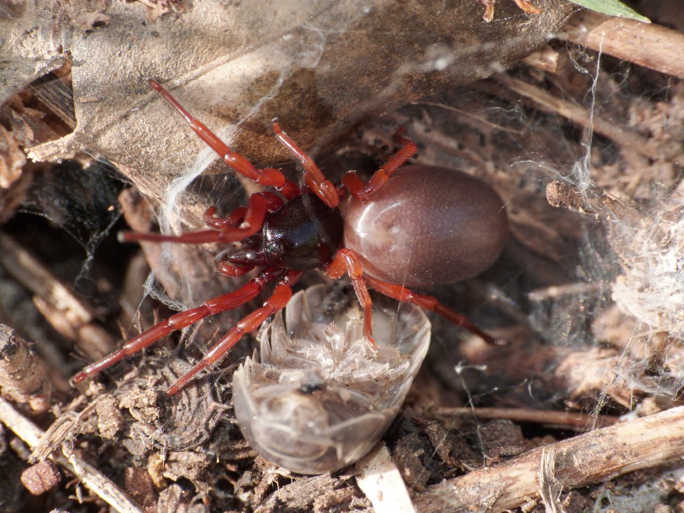 Dysdera sp. - Tolfa (RM)